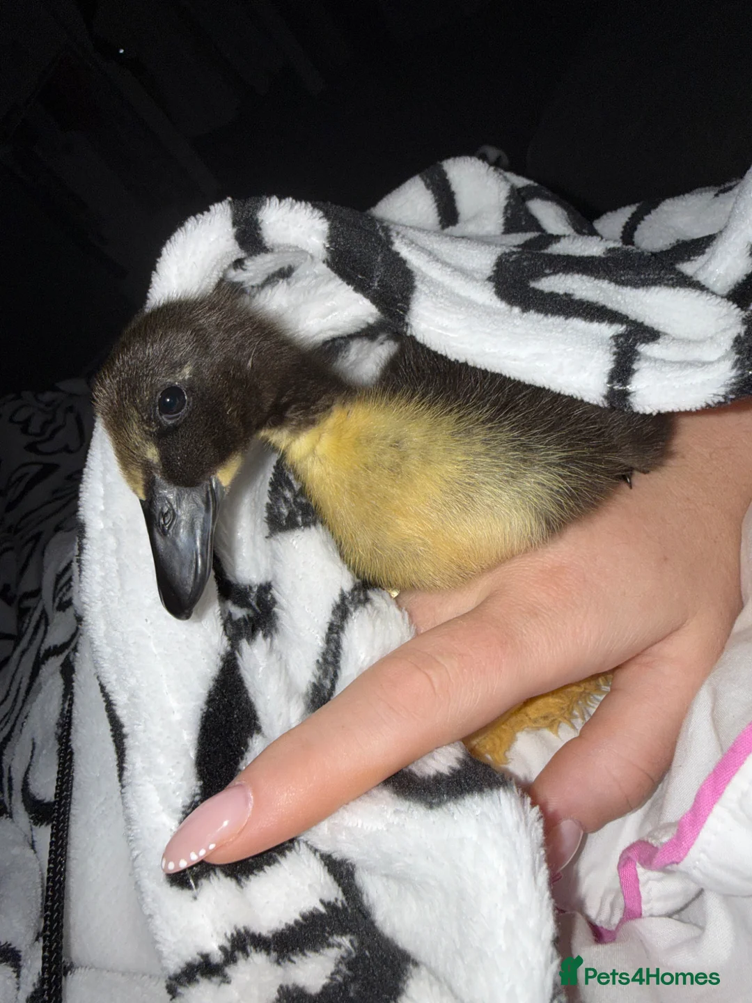 Mixed Breed birds for sale: Chicks,duck,quails - real animala-fertilised eggs, - Advert 2