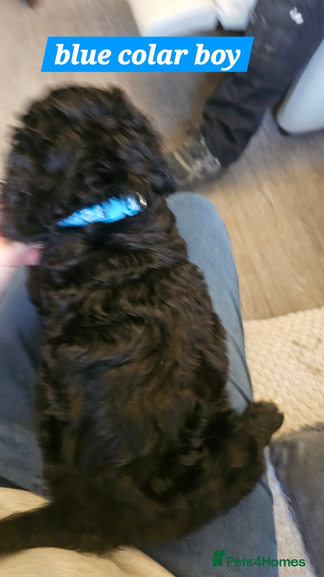 Cockapoo dogs for sale: 5 stunning f2 cockapoos ready togo x - Advert 6