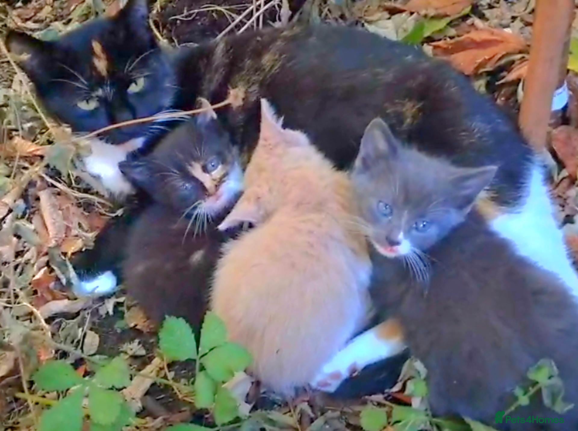 Mixed Breed cats Lovely Kittens 😻 - Advert 2