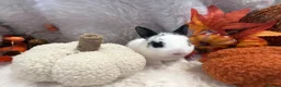 Rex rabbits for sale: Rex x Netherland dwarf  - Advert 36
