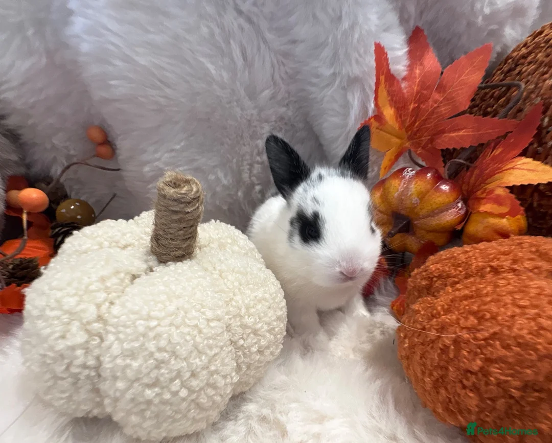 Rex rabbits for sale: Rex x Netherland dwarf  - Advert 36
