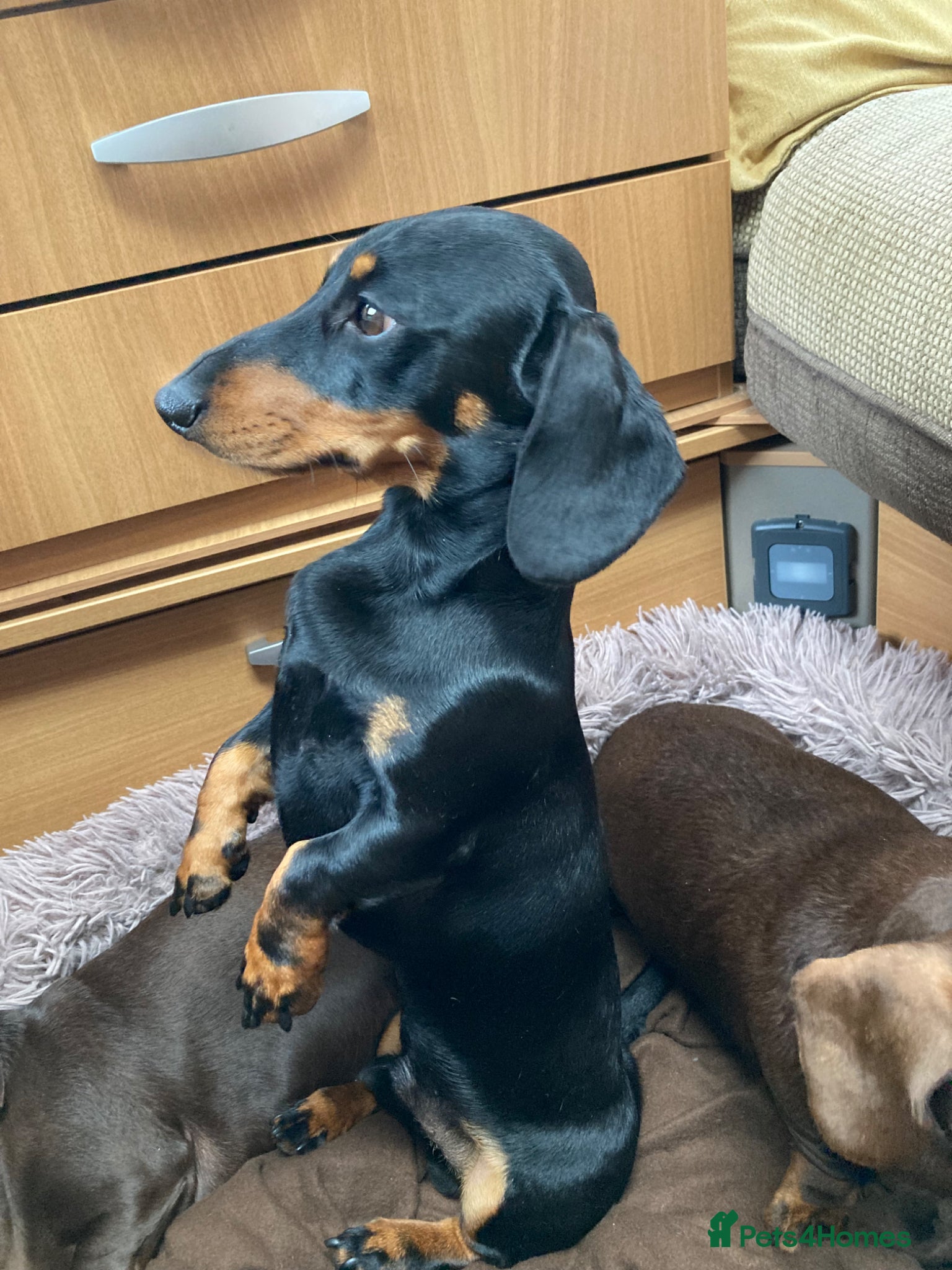 Miniature Dachshund dogs For stud duties only - Advert 11