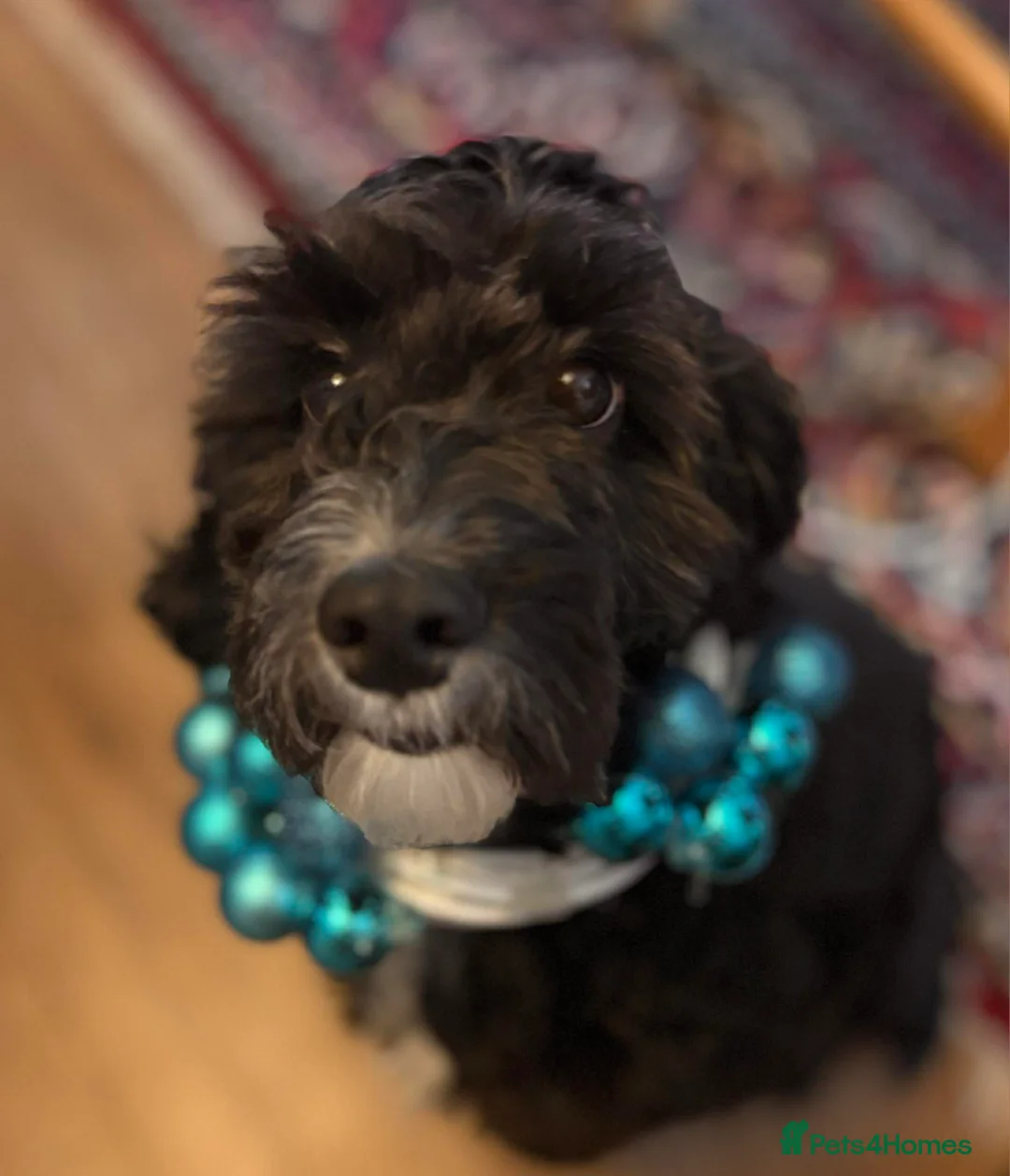 Cockapoo dogs for stud: PROVEN F1 Cockapoo for STUD in Canterbury - Advert 3