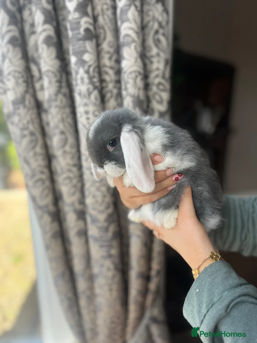 Mini Lop rabbits for sale: Baby Mini Lops - Advert 2