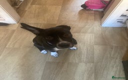 Mixed Breed dogs for sale: Daisy  - Image 1