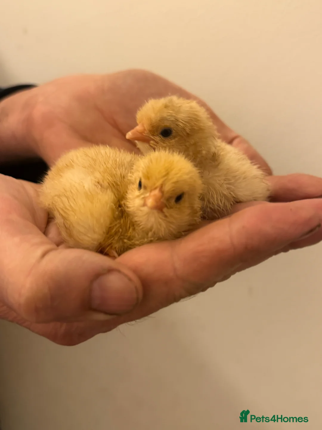 Chickens poultry for sale: Buff Orpington day old chicks - Advert 1
