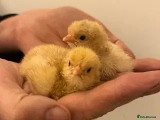 Chickens poultry Buff Orpington chicks - Advert 1