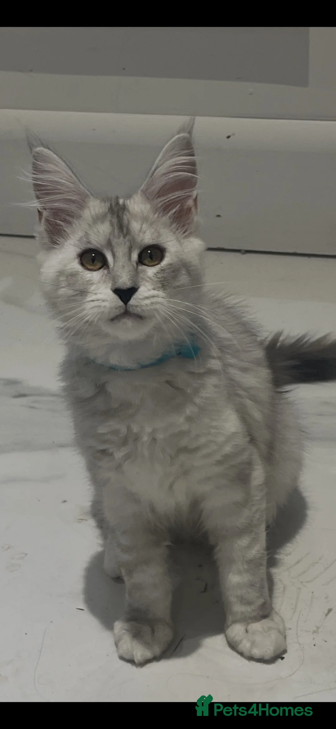 Maine Coon cats for sale: 2 beautiful mainecoon kittens ready for a home in Lisburn - Advert 7