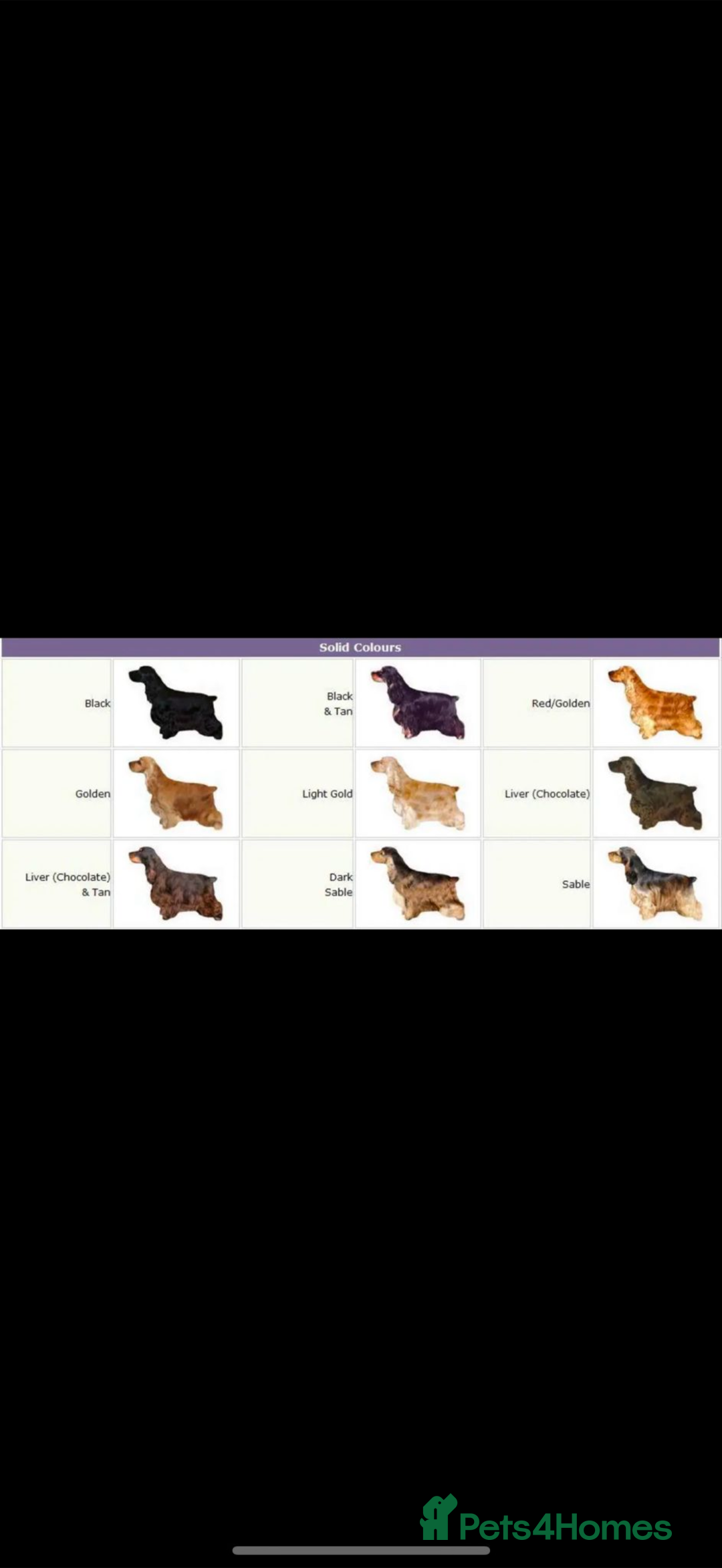 Cocker Spaniel dogs for sale: KC REG Showtype Cocker Spaniel LAST PUP ready 3/8 - Image 34