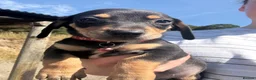 Mixed Breed dogs for sale: Dachshund X border collie - Advert 13