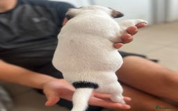 Jack Russell dogs for sale: 4 beautiful healthy jack Russel puppies  - Image 6