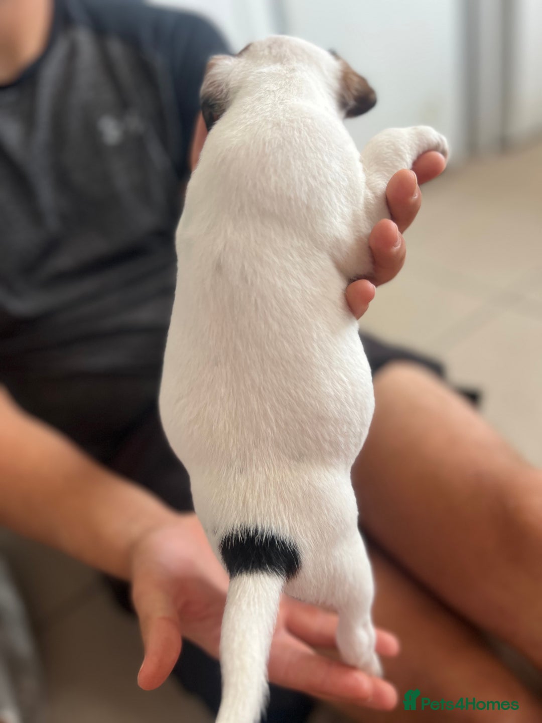 Jack Russell dogs for sale: 4 beautiful healthy jack Russel puppies  - Image 6