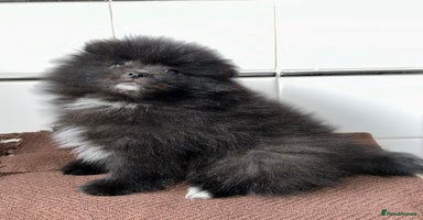 Pomeranian dogs - Advert 2