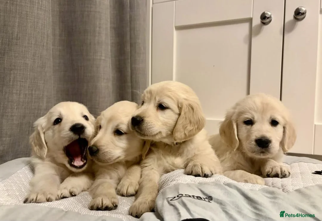 Golden Retriever dogs for sale: Outstanding Golden Retrievers - Advert 1