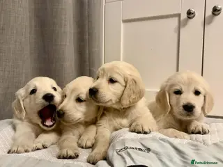 Golden Retriever dogs Outstanding Golden Retrievers - Advert 2