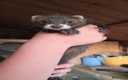 Ferret rodents for sale: ferret kits hobs and jills for sale - Image 6