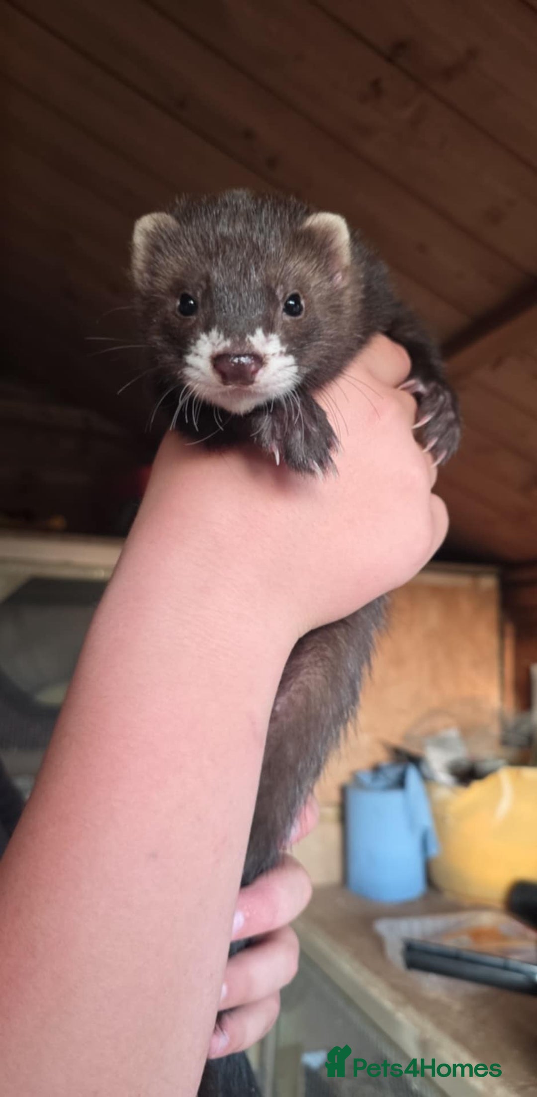 Ferret rodents for sale: ferret kits hobs and jills for sale - Image 6