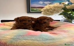 Toy Poodle dogs for sale: Adorable Deep Red KC Reg Toy Poodles  - Image 8