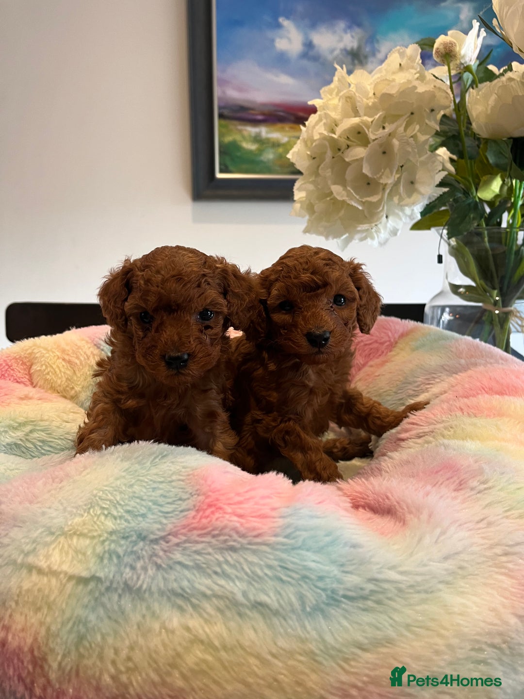 Toy Poodle dogs for sale: Adorable Deep Red KC Reg Toy Poodles  - Image 8