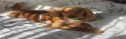 Cocker Spaniel dogs for sale: Cockerspanial in Llanelli - Advert 1