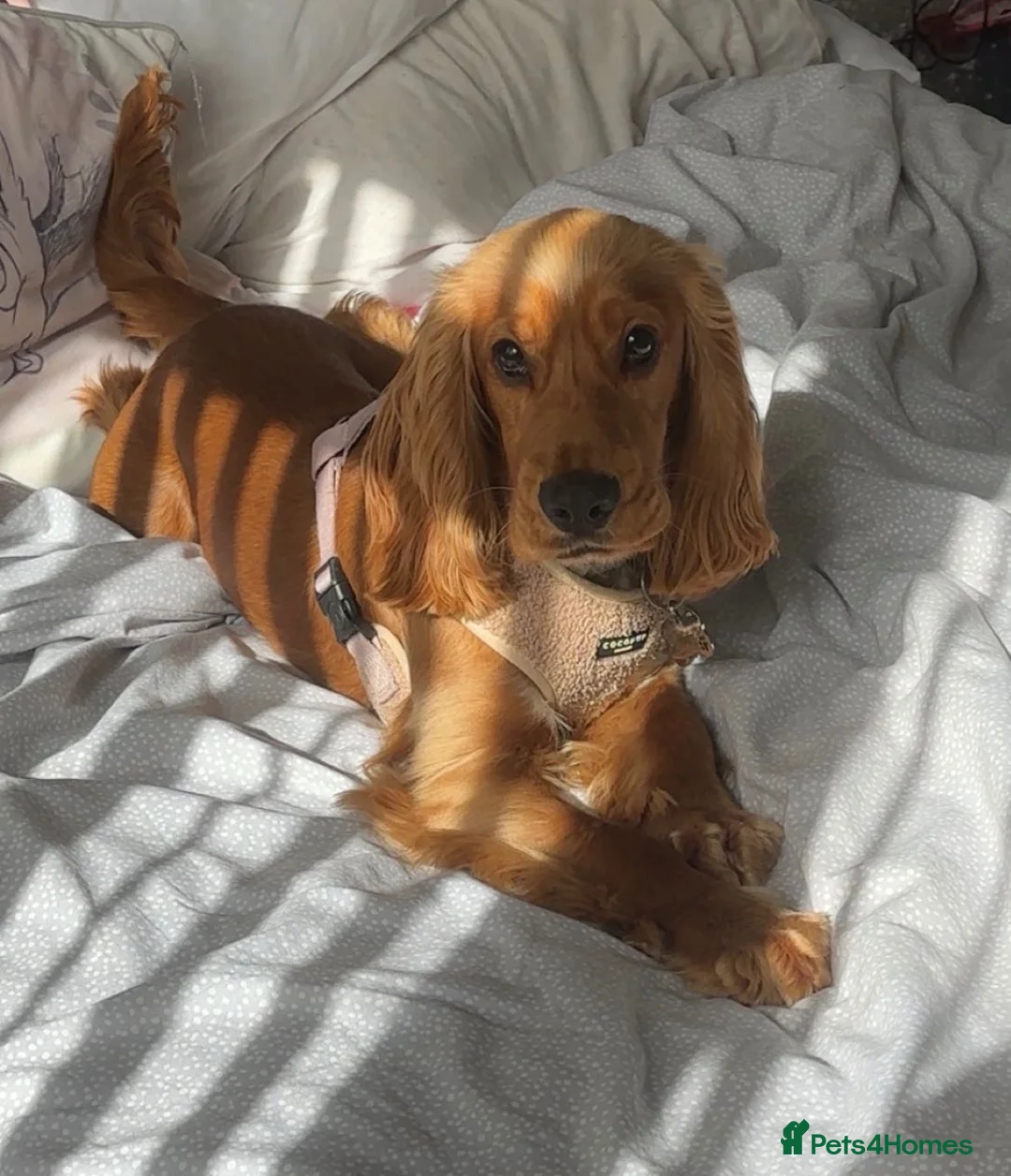 Cocker Spaniel dogs for sale: Cockerspanial in Llanelli - Advert 1