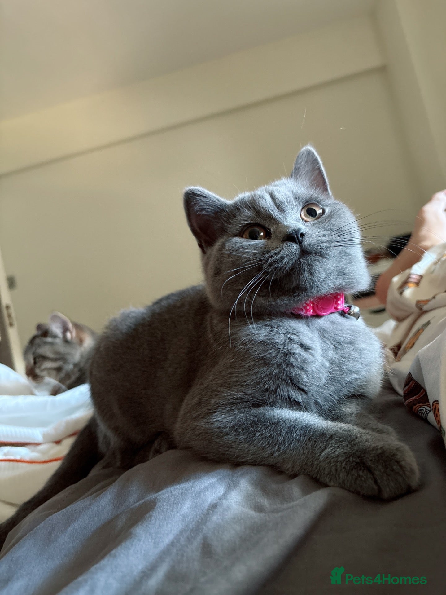 British Shorthair cats British shorthair tabby chocolate  - Advert 16
