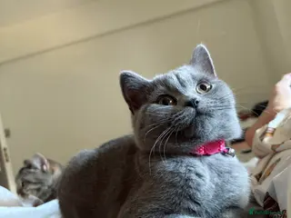 British Shorthair cats British shorthair tabby chocolate - Advert 16