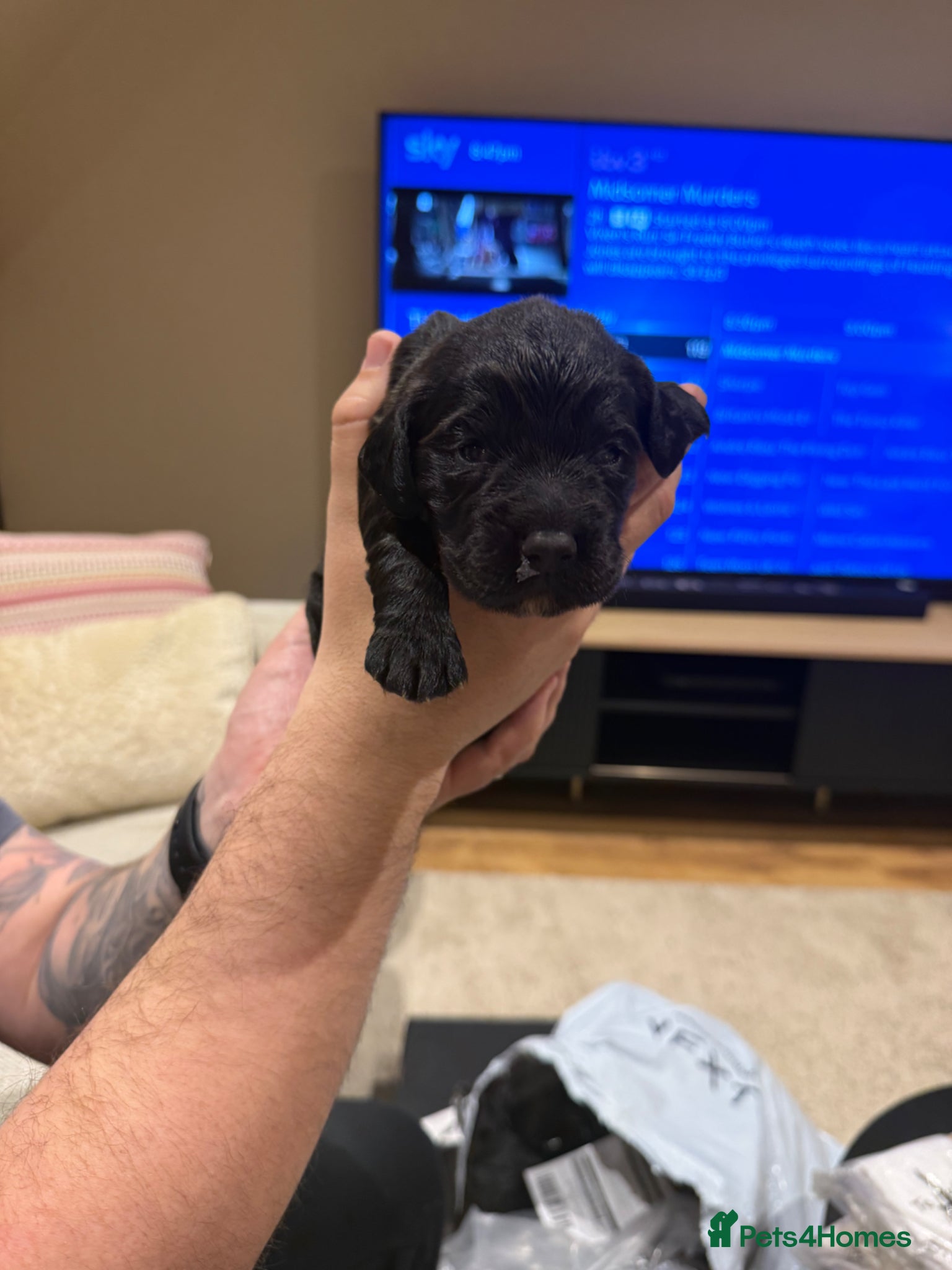 Cocker Spaniel dogs Working Cocker spaniels for sale  - Advert 2