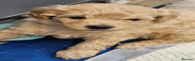 Tarentaise – Purple Collar Goldendoodle 8