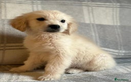 Labrador Retriever dogs for sale: Adorable 8-week-old Golden Retriever puppies  - Image 1