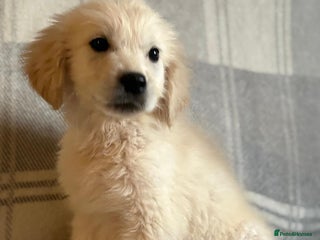 Labrador Retriever dogs - Advert 13