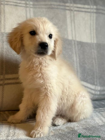 Labrador Retriever dogs - Advert 2