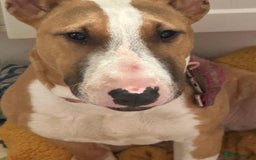English Bull Terrier dogs for sale: English Bull Terrier Puppy  - Image 3