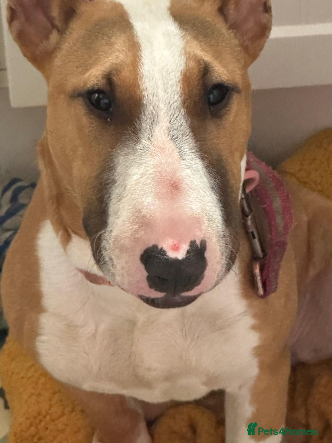 English Bull Terrier dogs for sale: English Bull Terrier Puppy  - Image 3