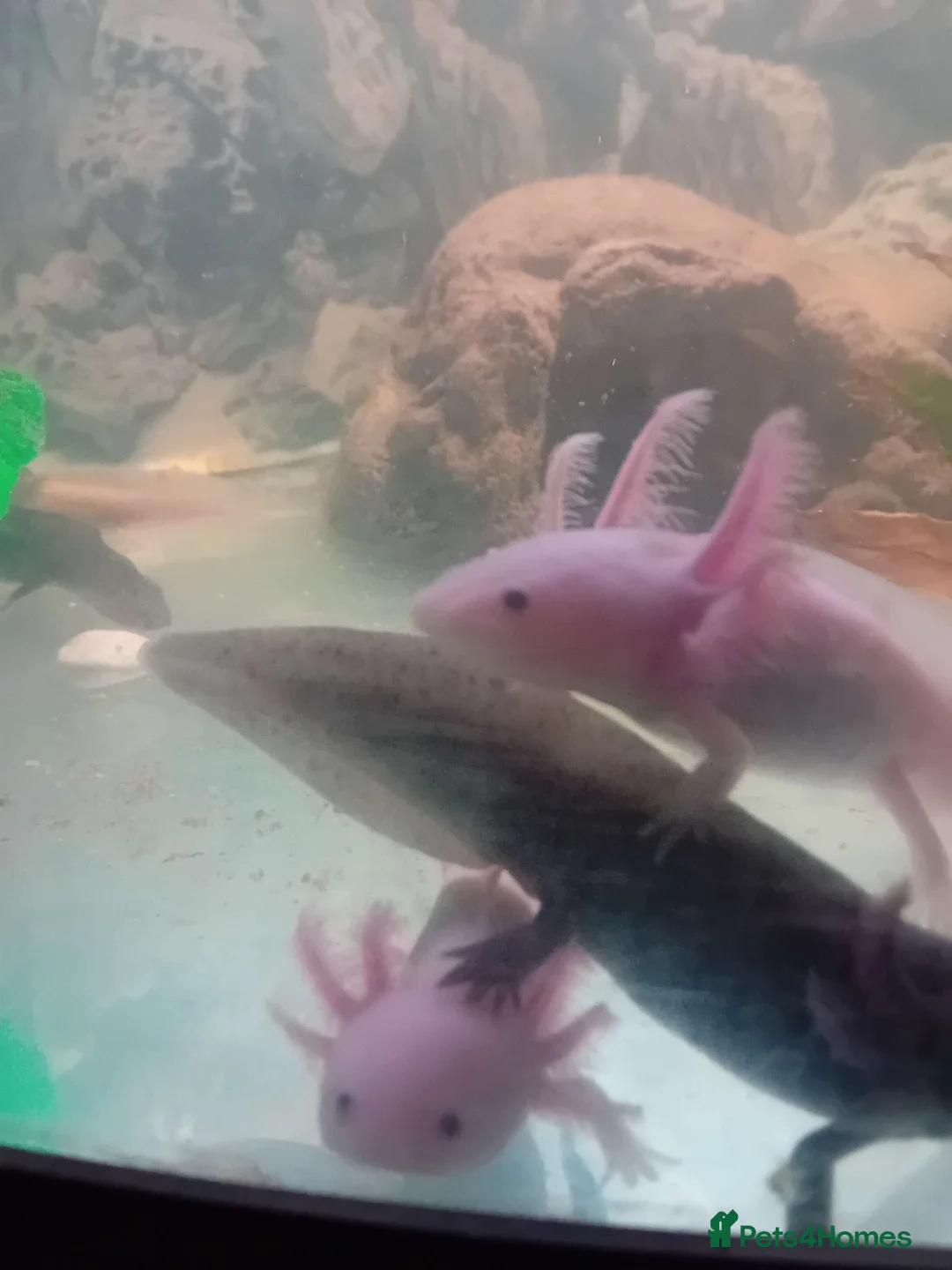 Other/Mixed Breed fish for sale: Axolotls - Advert 1