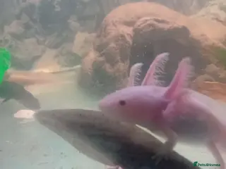 Other/Mixed Breed fish Axolotls - Advert 17