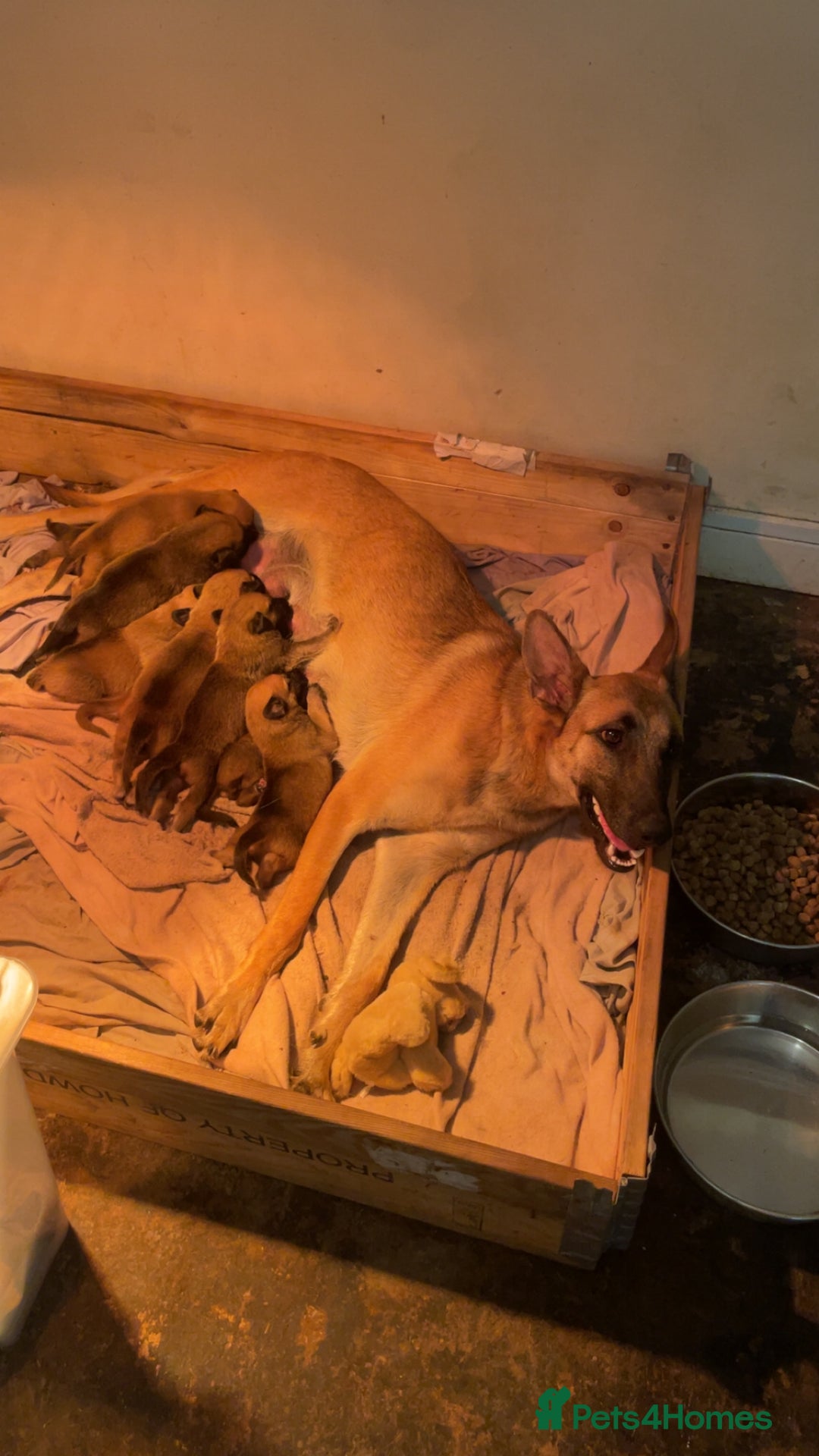 Belgian Shepherd Dog dogs for sale: Belgian Malinois Puppies - Image 12