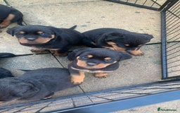 Rottweiler dogs for sale: AMAZING FULL PEDIGREE ROTTWEILER PUPPIES - Image 3