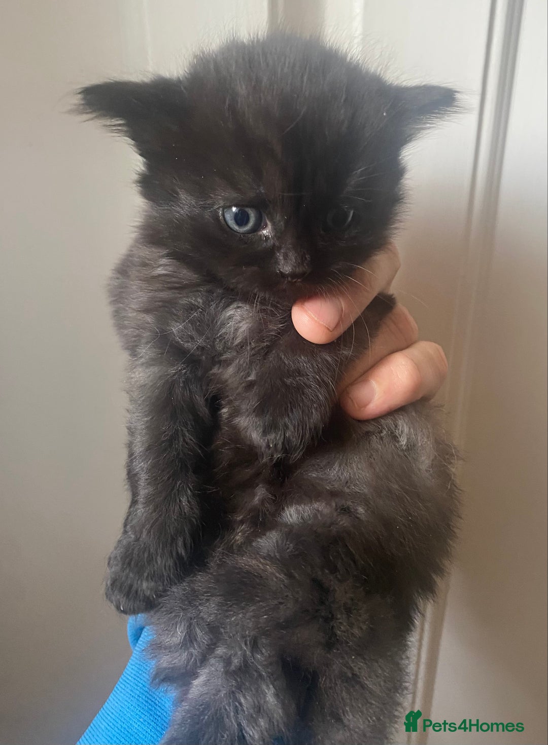 Mixed Breed cats for sale: Cute Fluffy Kittens  - Image 6