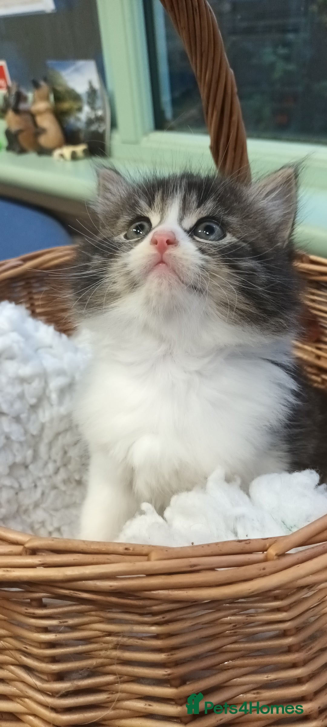 Mixed Breed cats for sale: GORGEOUS KITTENS FOR SALE - Advert 11