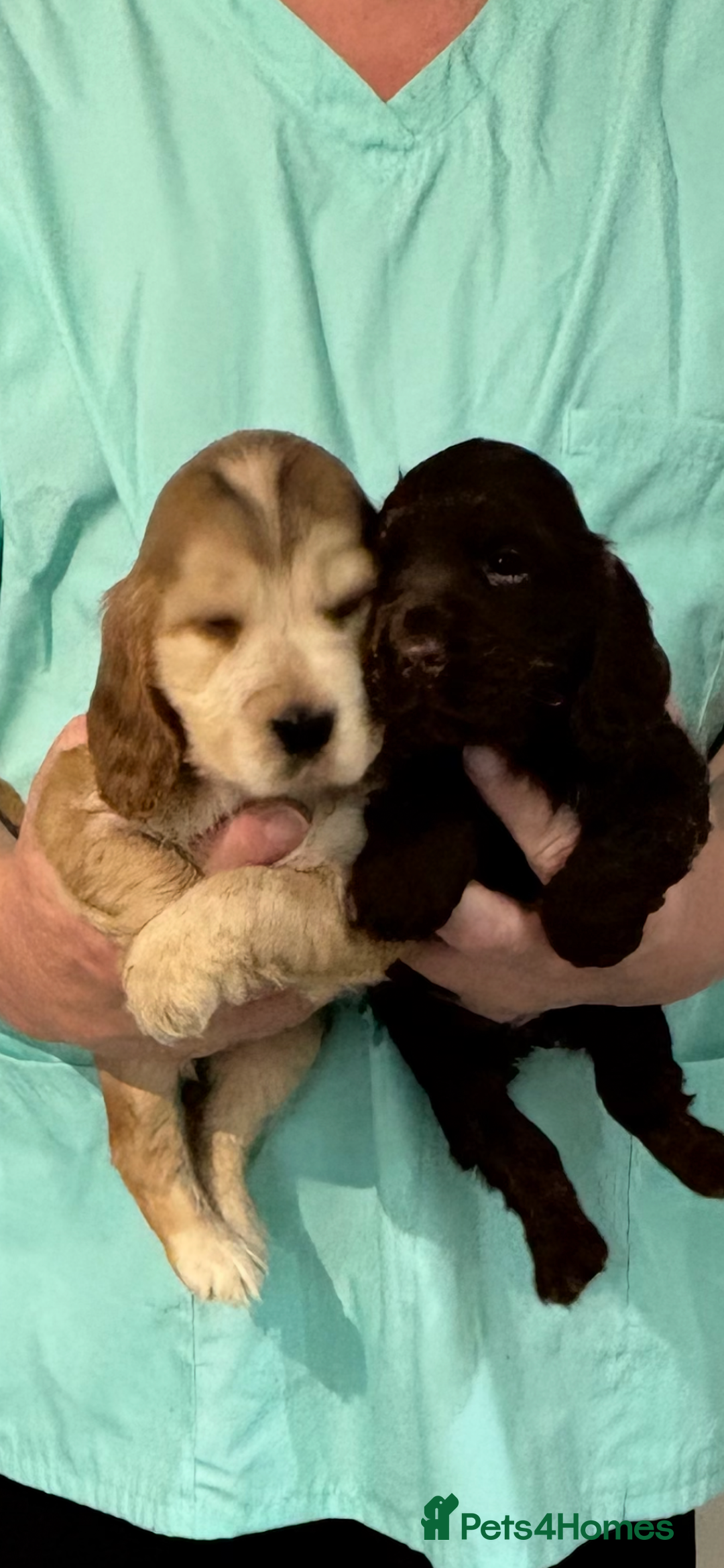 Cocker Spaniel dogs for sale:  Show Cocker spaniel puppies - Image 4