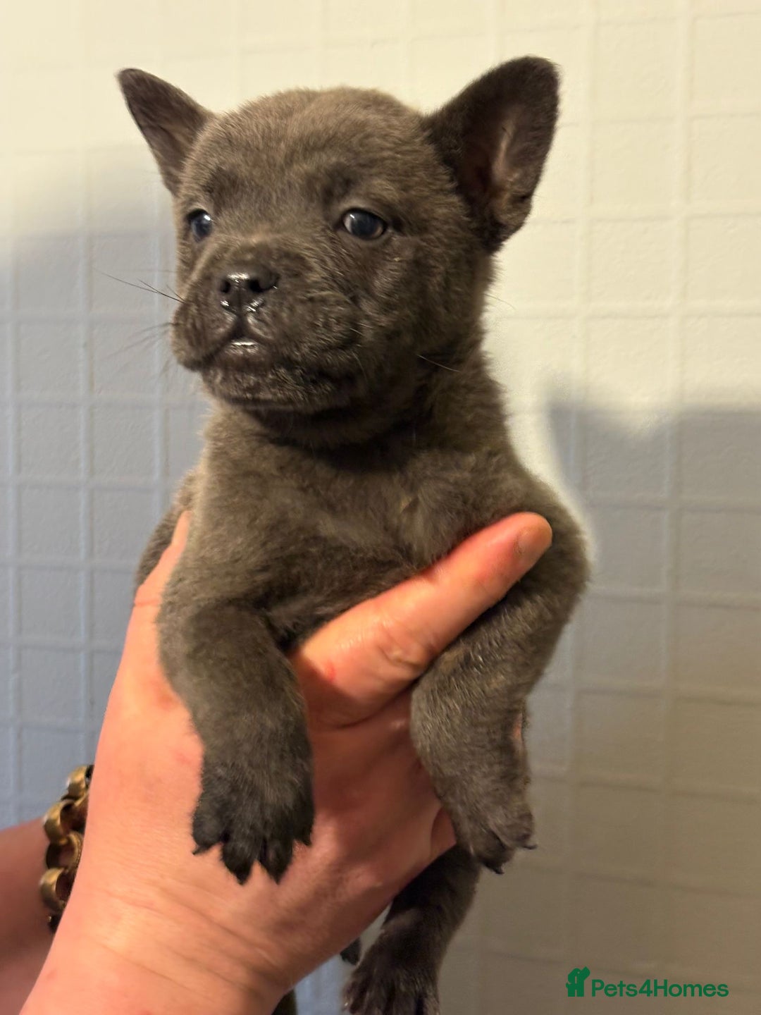 Mixed Breed dogs for sale: Adorable Frow Frow puppies ready now  - Advert 8