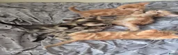 Mixed Breed cats for sale: 🐾 Beautiful Kittens Looking for Loving Homes 🐾 in Willenhall - Advert 28