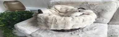 Golden Retriever 6