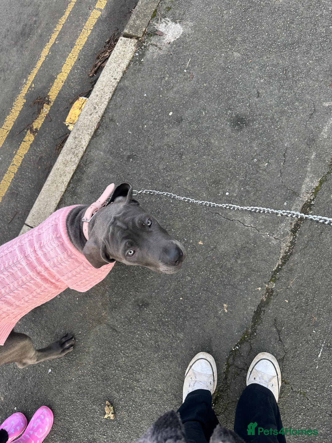 Mixed Breed dogs for sale: Cane corso/great Dane🐾 13weeks old - Advert 15