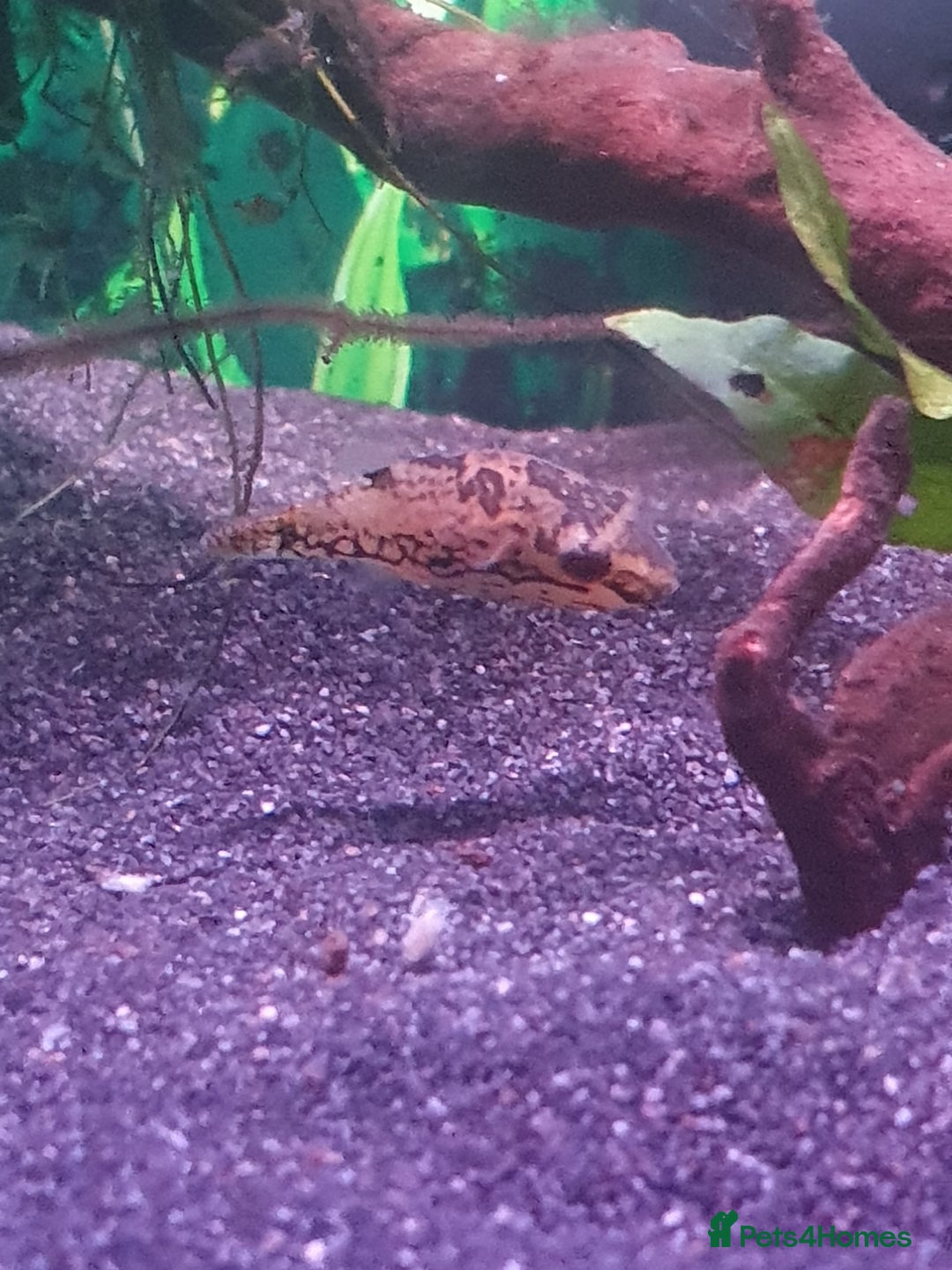 Pufferfish fish for sale: Full set up with red eyed puffers - Image 5