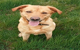 Labrador Retriever dogs for sale: Male Labrador age 5 years  - Image 5