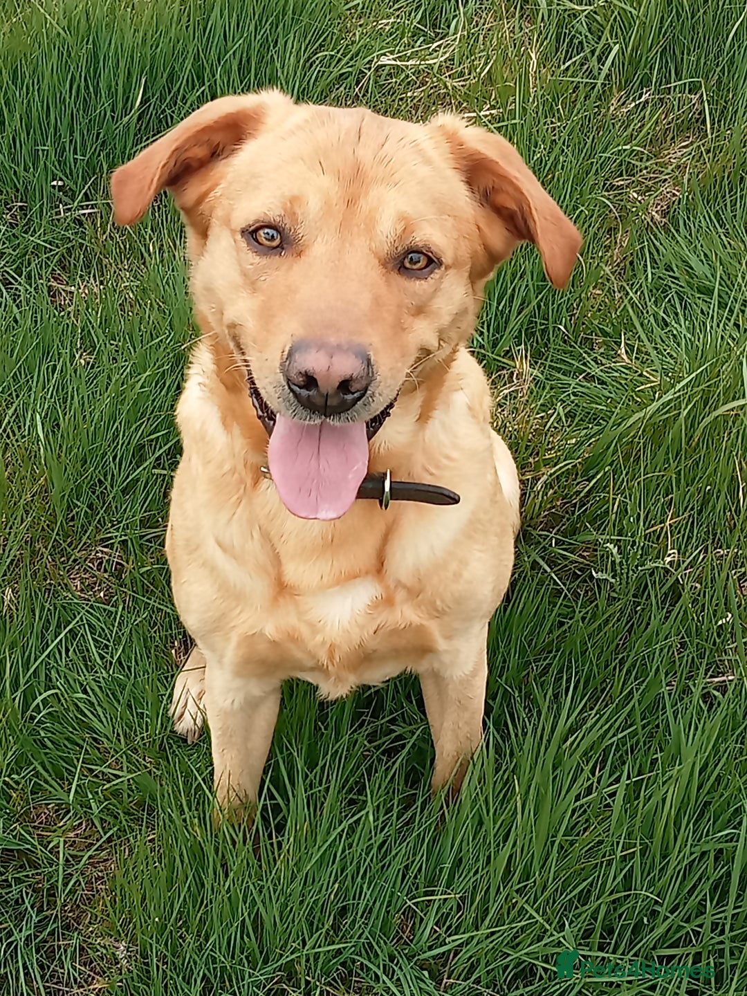 Labrador Retriever dogs for sale: Male Labrador age 5 years  - Image 5