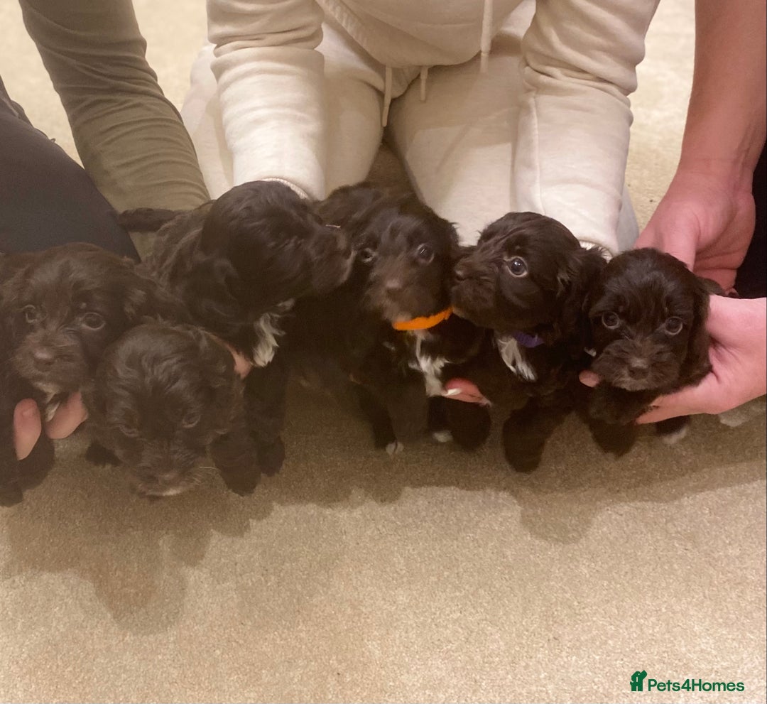 Cockapoo dogs for sale: F1 cockerpoo puppies  - Advert 9