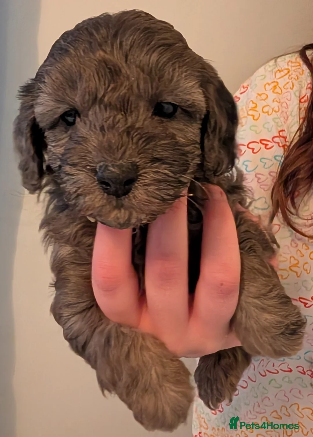 Cockapoo dogs for sale: F2b cockapoo pups Super Cute. Health test parents - Advert 11